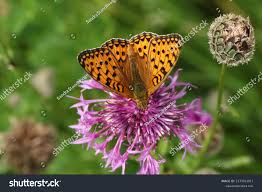 Attēlu rezultāti vaicājumam “Argynnis aglaja”