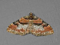 Attēlu rezultāti vaicājumam “Catarhoe rubidata”