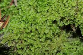 Attēlu rezultāti vaicājumam “Jungermannia sphaerocarpa”