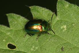 Attēlu rezultāti vaicājumam “Chrysolina fastuosa”
