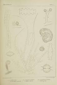 Attēlu rezultāti vaicājumam “Lemanea fluviatilis”