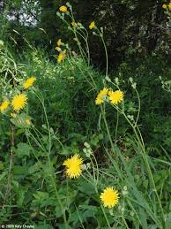 Attēlu rezultāti vaicājumam “Sonchus arvensis subsp. uliginosus flower”