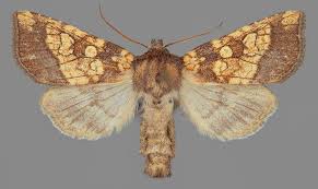 Attēlu rezultāti vaicājumam “Gortyna flavago”