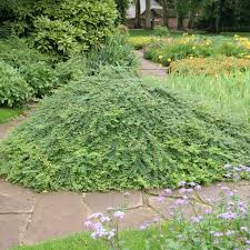 Attēlu rezultāti vaicājumam “Symphoricarpos x chenaultii”