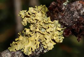 Attēlu rezultāti vaicājumam “Vulpicida pinastri”