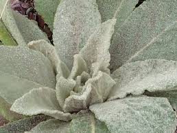 Attēlu rezultāti vaicājumam “Verbascum thapsus leaf”