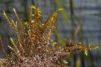 Attēlu rezultāti vaicājumam “Drepanocladus polygamus”