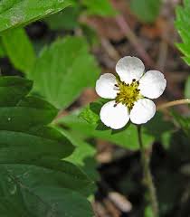 Attēlu rezultāti vaicājumam “Fragaria vesca flower”