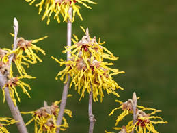 Attēlu rezultāti vaicājumam “Hamamelis virginiana flower”
