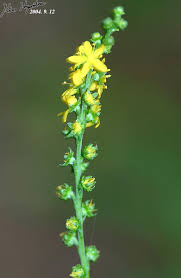 Attēlu rezultāti vaicājumam “Agrimonia pilosa”