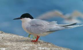 Attēlu rezultāti vaicājumam “Sterna”