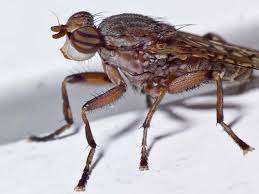 Attēlu rezultāti vaicājumam “Sciomyzidae”