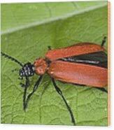 Attēlu rezultāti vaicājumam “Pyrochroa coccinea”