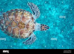 Image result for Eretmochelys imbricata