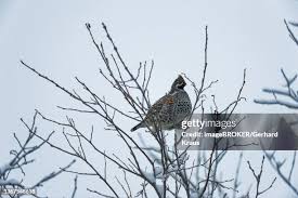 Attēlu rezultāti vaicājumam “Bonasa bonasia eggs”