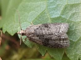 Attēlu rezultāti vaicājumam “Capua vulgana”