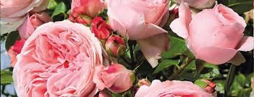 Image result for Rosengewächse