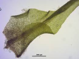 Attēlu rezultāti vaicājumam “Dicranella schreberiana”