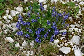 Attēlu rezultāti vaicājumam “Polygala vulgaris”