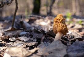 Attēlu rezultāti vaicājumam “Morchella esculenta”