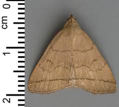 Attēlu rezultāti vaicājumam “Zanclognatha tarsipennalis”