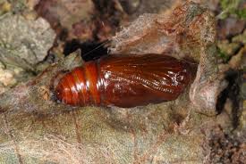 Attēlu rezultāti vaicājumam “Selenia dentaria larva”