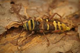 Attēlu rezultāti vaicājumam “Plagionotus detritus imago”