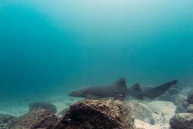 Image result for Ginglymostoma unami