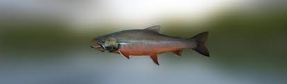 Image result for Salvelinus malma