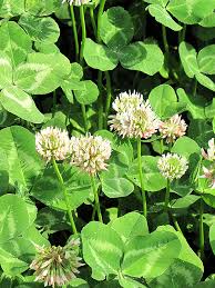 Attēlu rezultāti vaicājumam “Trifolium repens”