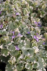 Attēlu rezultāti vaicājumam “Glechoma hederacea leaf”