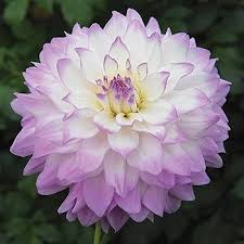 Image result for Dahlia x pinnata `Decorative Giants`