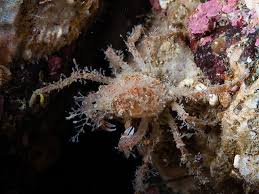 Image result for Hyas coarctatus