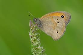 Attēlu rezultāti vaicājumam “Maniola jurtina male”