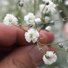 Attēlu rezultāti vaicājumam “Gypsophila fastigiata bud”