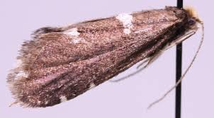 Attēlu rezultāti vaicājumam “Incurvariidae”