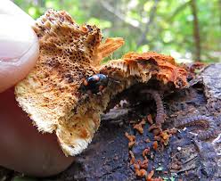 Attēlu rezultāti vaicājumam “Ommatoiulus vilnensis”