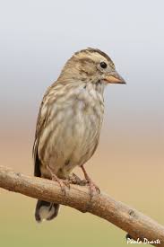 Image result for Petronia petronia