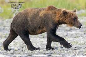 Attēlu rezultāti vaicājumam “Ursus arctos”