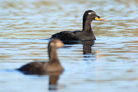 Attēlu rezultāti vaicājumam “Melanitta fusca”