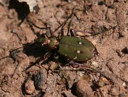 Attēlu rezultāti vaicājumam “Cicindela campestris imago”