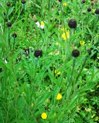 Attēlu rezultāti vaicājumam “Centaurea scabiosa leaf”