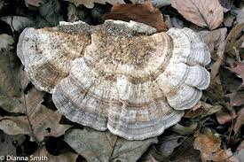 Attēlu rezultāti vaicājumam “Trametes gibbosa”