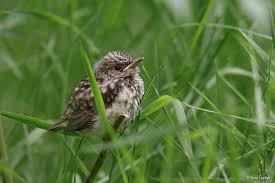 Attēlu rezultāti vaicājumam “Muscicapa striata juvenile”