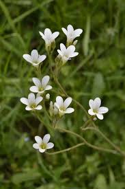 Attēlu rezultāti vaicājumam “Saxifraga granulata”