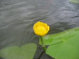 Attēlu rezultāti vaicājumam “Nuphar lutea”