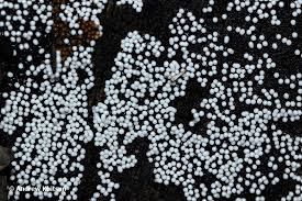 Attēlu rezultāti vaicājumam “Trichia varia spores”