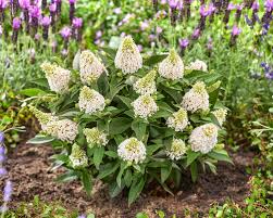 Image result for Buddleja davidii