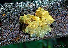 Attēlu rezultāti vaicājumam “Tremella ramalinae”