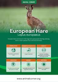 Attēlu rezultāti vaicājumam “Lepus europaeus adult”